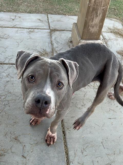 LancasterAnimalShelt tweet media