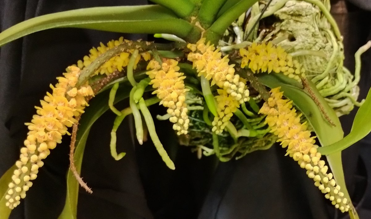 OrchidsWorldCom tweet media