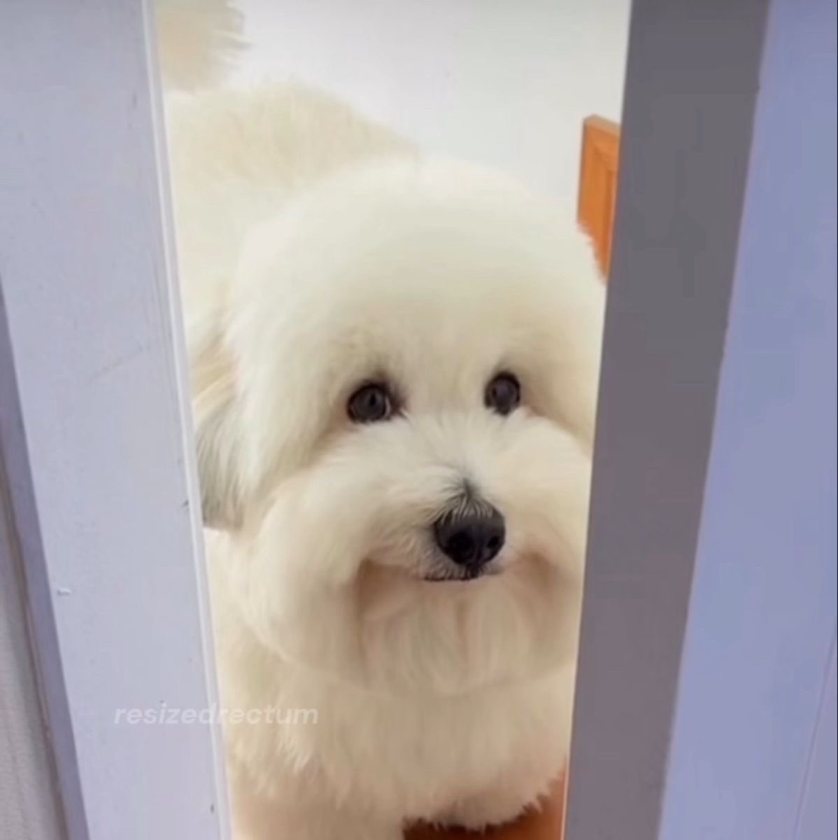 Fishyboi tweet media