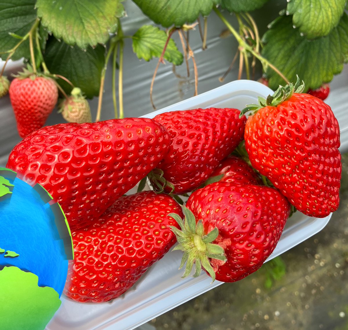 ひろまる tweet media