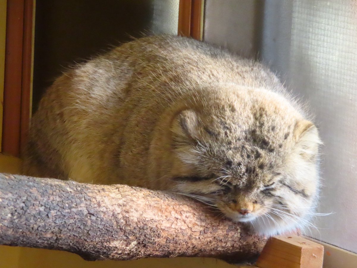 ゆーや★ tweet media