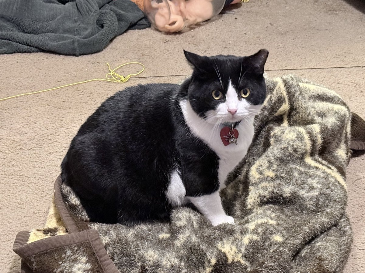 𝕡𝕙𝕠𝕤𝕡𝕙𝕠𝕣 𝕘𝕝𝕠𝕨 tweet media