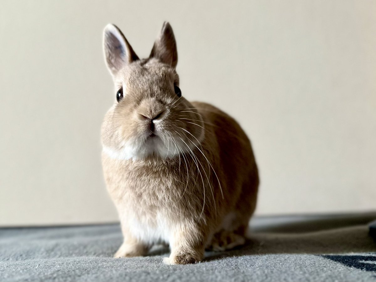 こまつな(くじら) tweet media