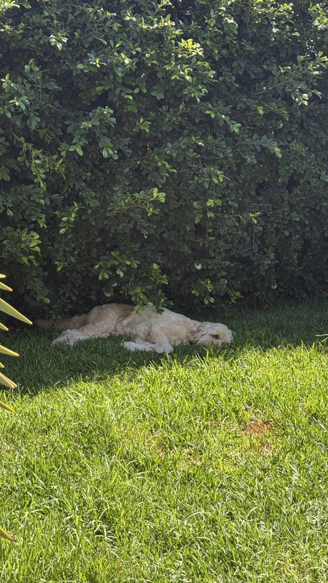 Meg Coffey tweet media