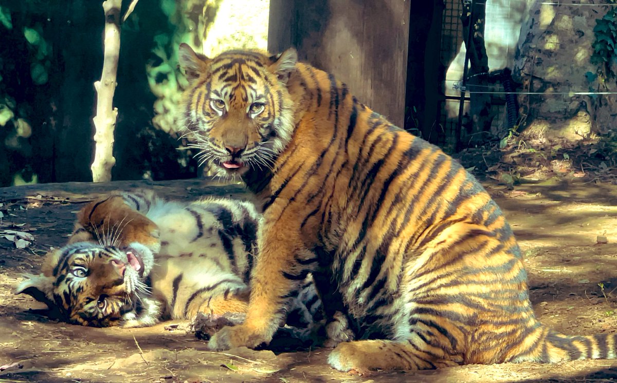 A_pank_T tweet media