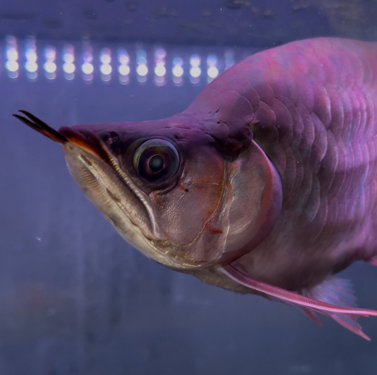 unique's@どい tweet media