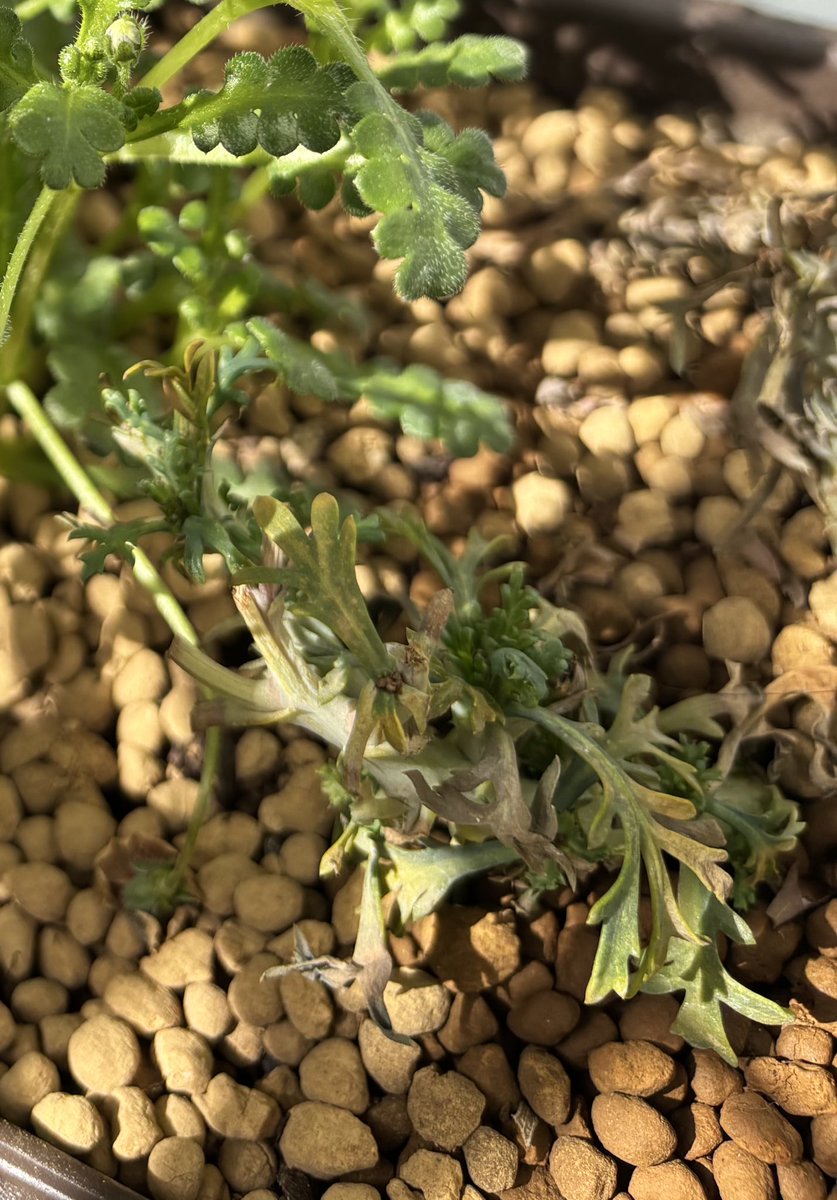 BNG🔔東2ち68ab tweet media