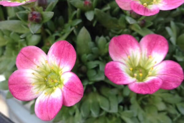 PYC JAPAN FAN TEAM tweet media