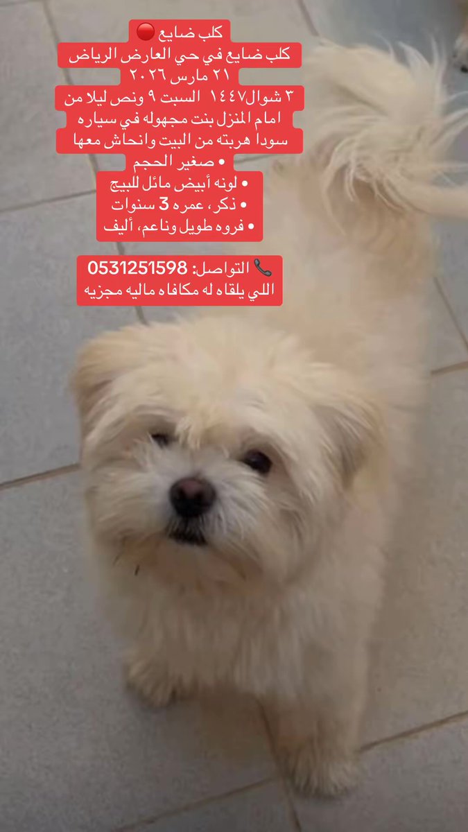 Super_Venill's tweet photo. @soundsoul396 أستاذه هيله انشري هذا كلبنا ضايع بنت مجهوله هربته من امام المنزل اليوم ٢١ مارس ٢٠٢٦ ثالث العيد https://t.co/ZH1mBGvxbX