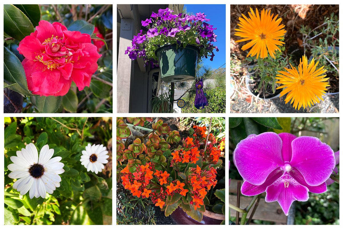 GreenWiseGarden's tweet image. #SixOnSaturday! Begonia, petunias, ice plant, daisies, kalanchoe, orchid. 
#flowers #landscaping #containergarden #plants #gardening