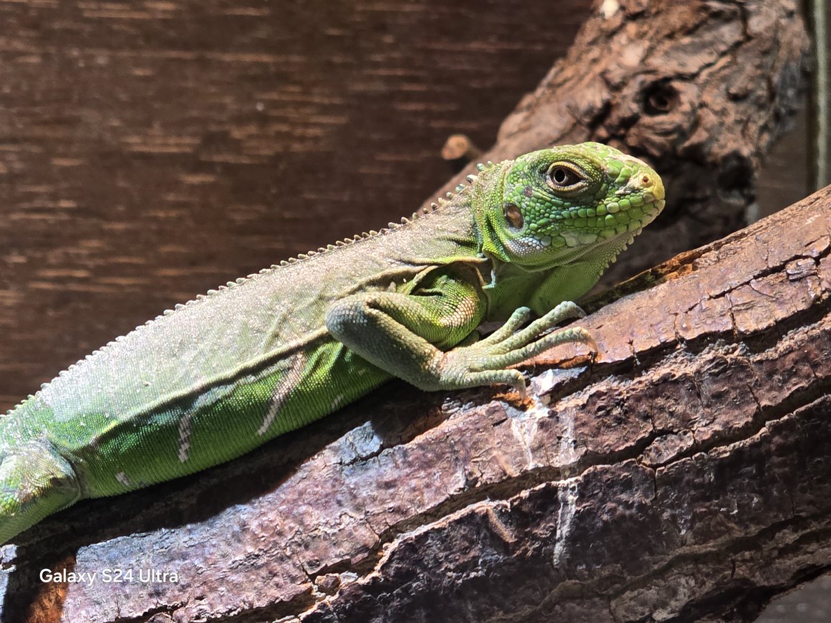 リースノー tweet media