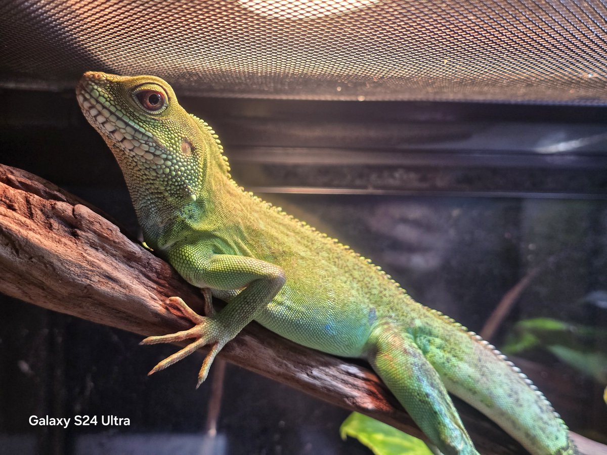 リースノー tweet media