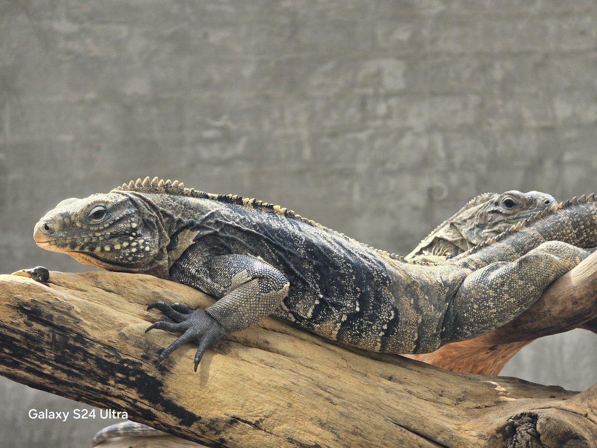 リースノー tweet media