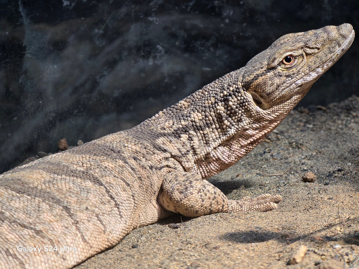 リースノー tweet media