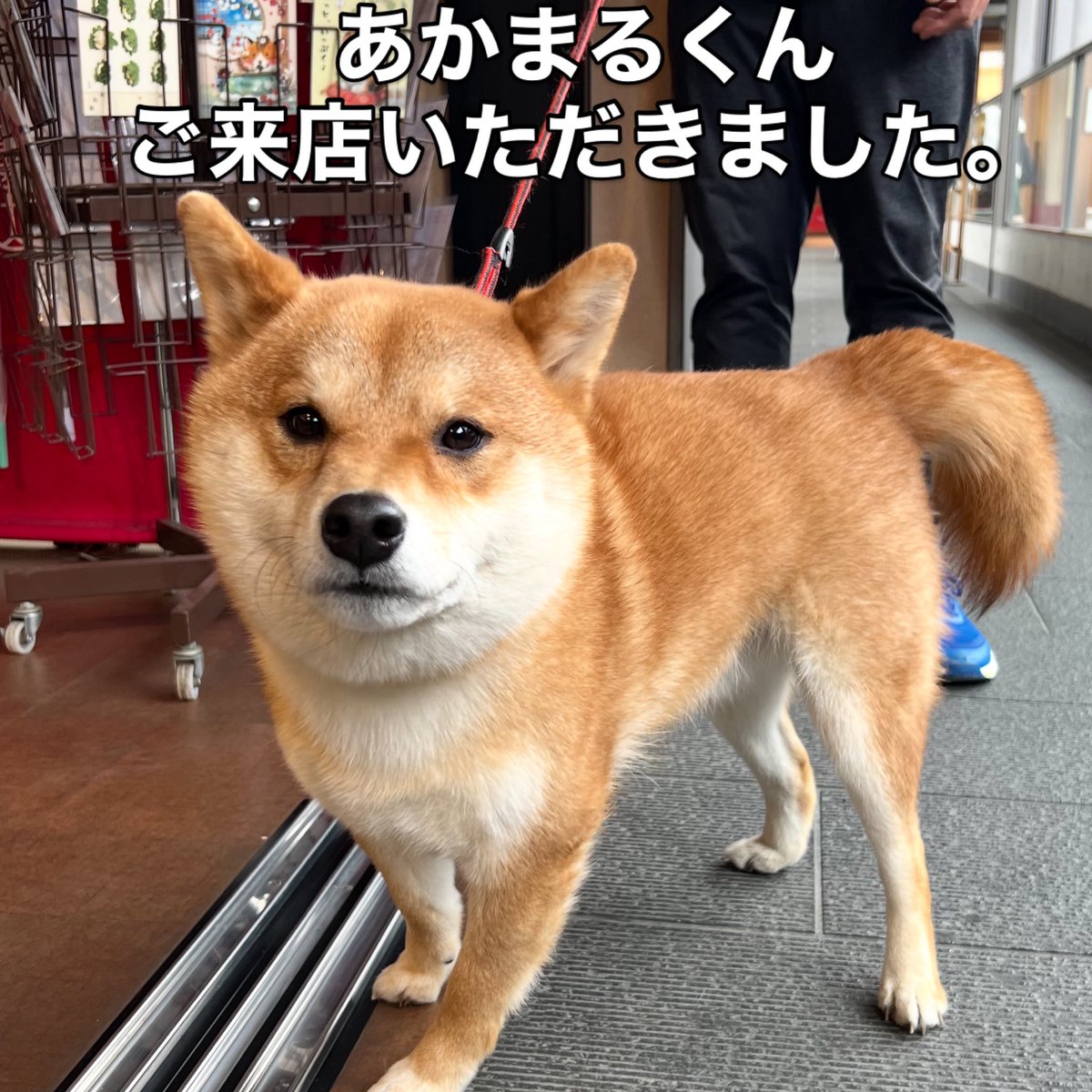 株式会社和んこ堂 【公式】 tweet media