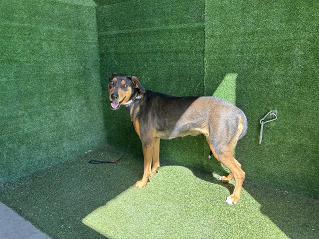 LancasterAnimalShelt tweet media