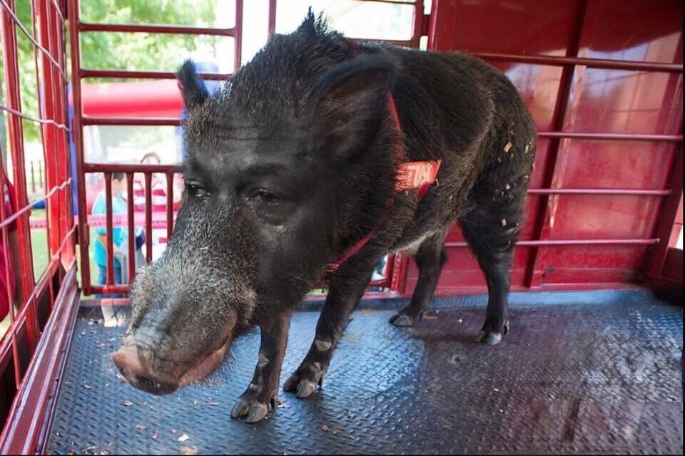 PrizePicks tweet media