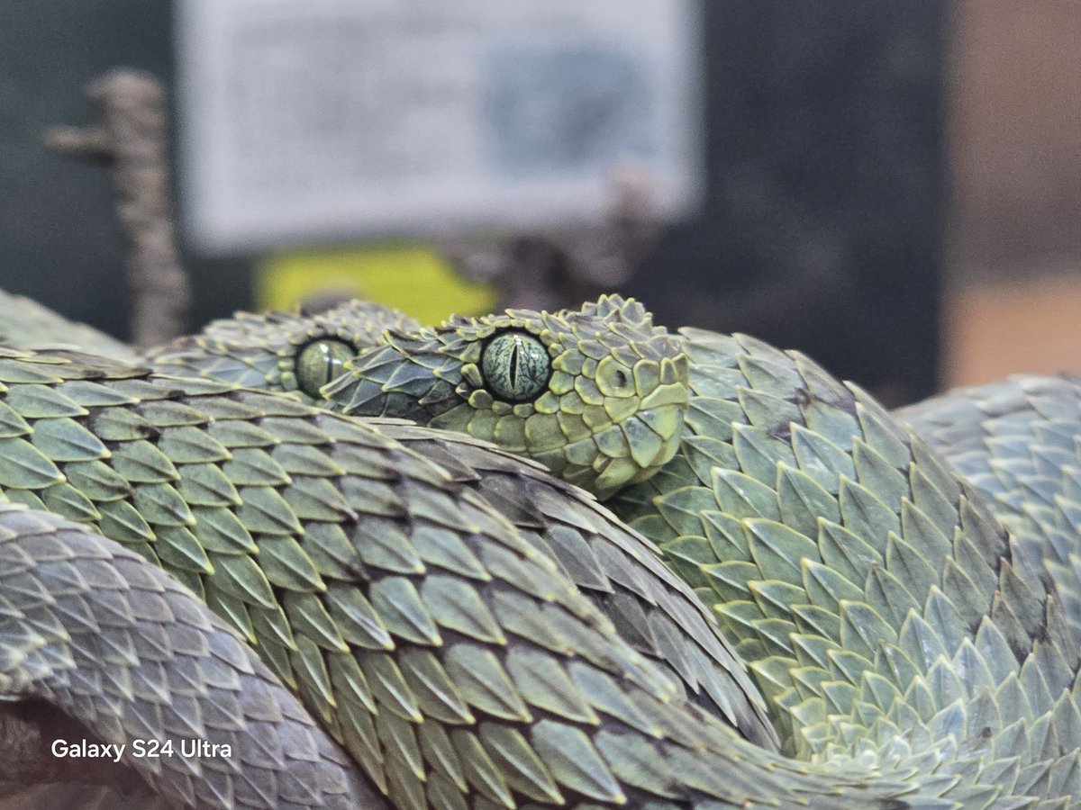 リースノー tweet media