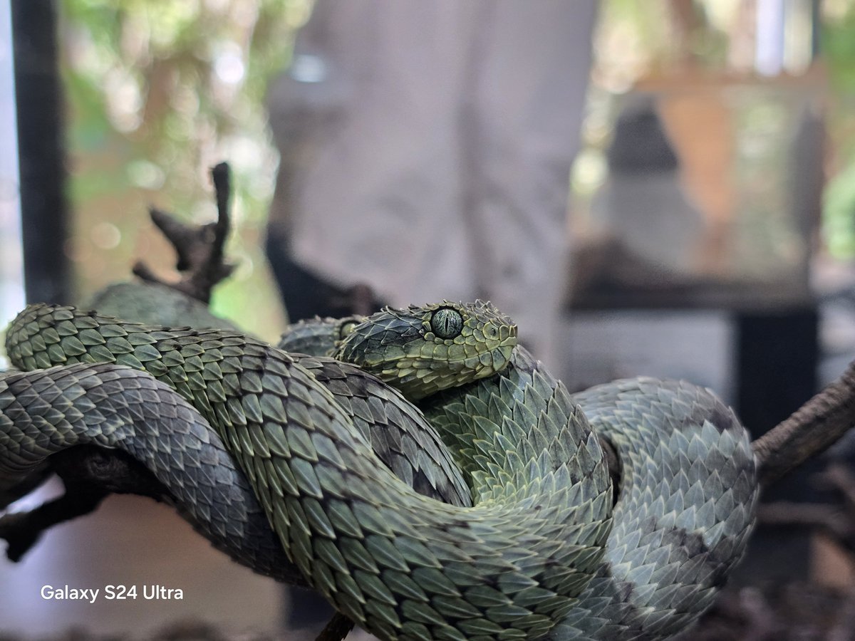 リースノー tweet media