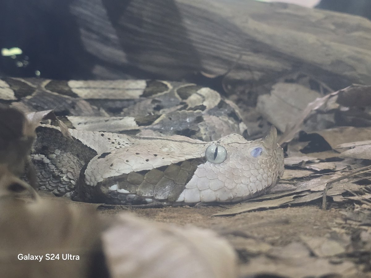 リースノー tweet media