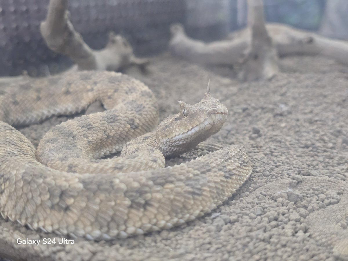 リースノー tweet media