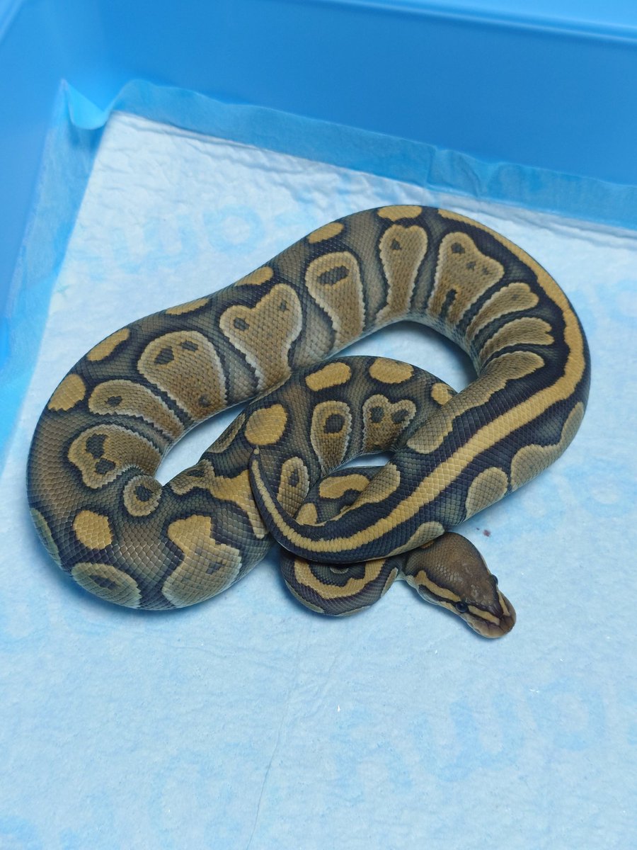 Tom@たまへびや🐍 tweet media