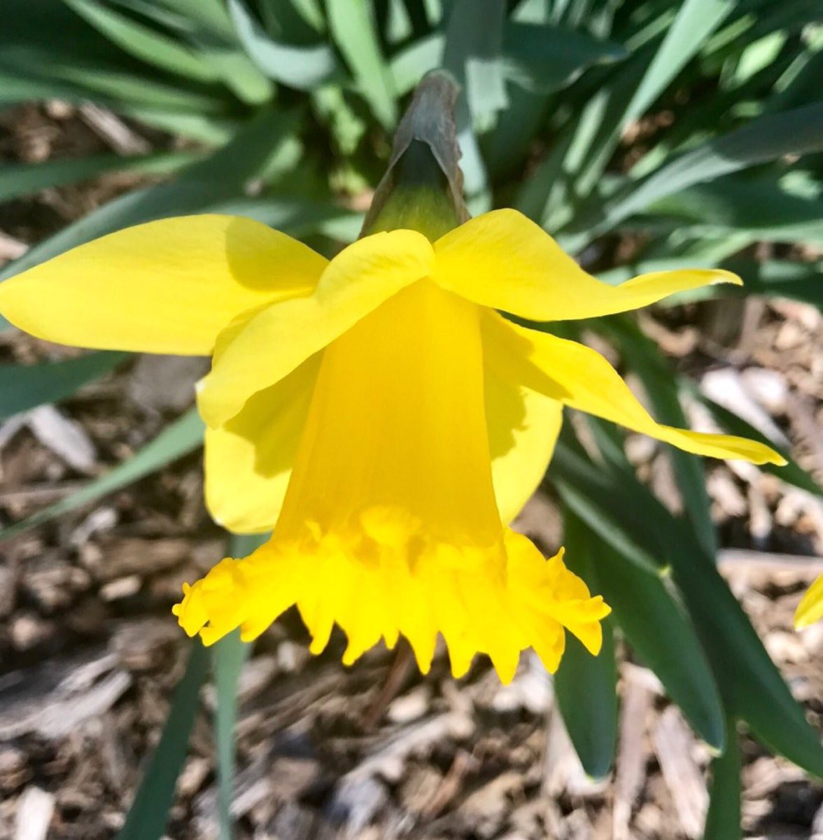 GGoodtaste's tweet image. I wandered lonely as a cloud
That floats on high o'er vales and hills,
When all at once I saw a crowd.
A host of golden daffodils;
Beside the lake, beneath the trees,
Fluttering &amp;amp; dancing in the breeze - Wordsworth 
📷team #WorldPoetryDay #favorite