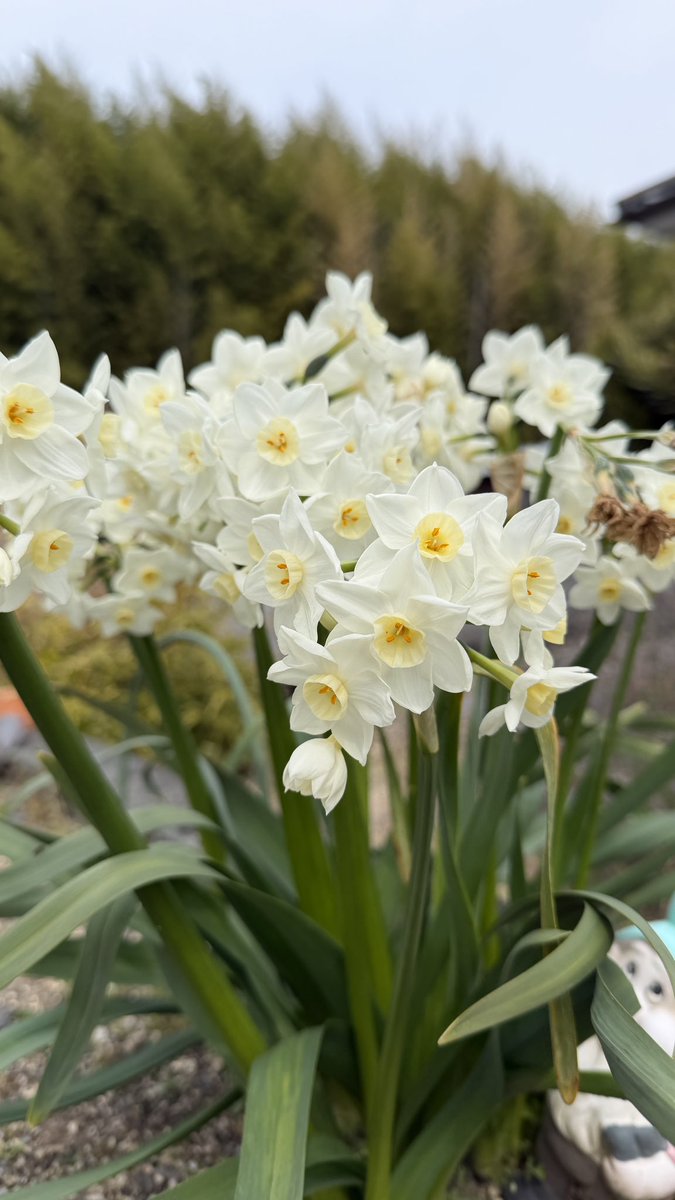 bakura(縛羅) tweet media