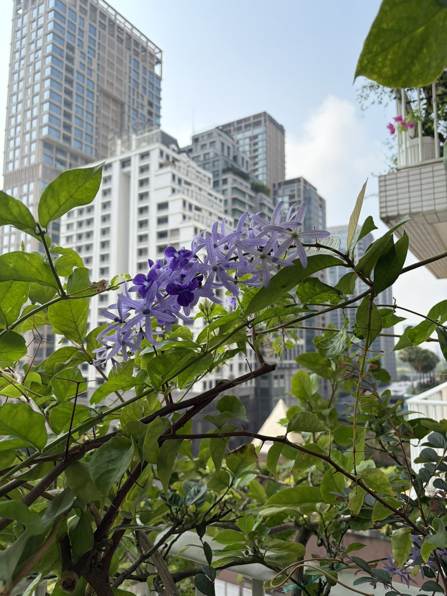 chumsri singhwattana tweet media