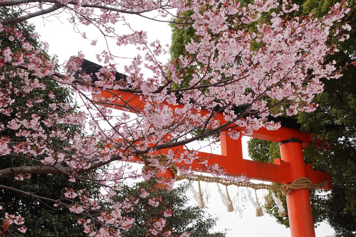 京都今これ tweet media