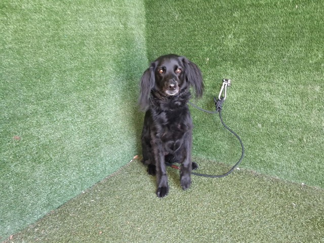 LancasterAnimalShelt tweet media