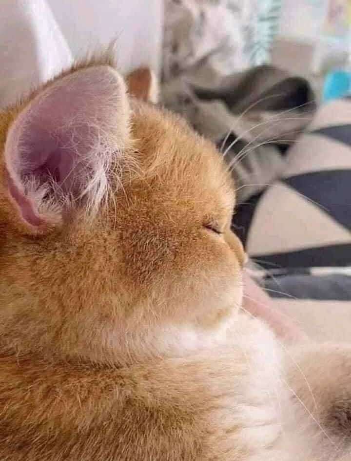 ☂ฟ.เฟิน ꜰᴛ.มัมน้องเนยยัยแป๋ว 🎀🌧️🥓 tweet media