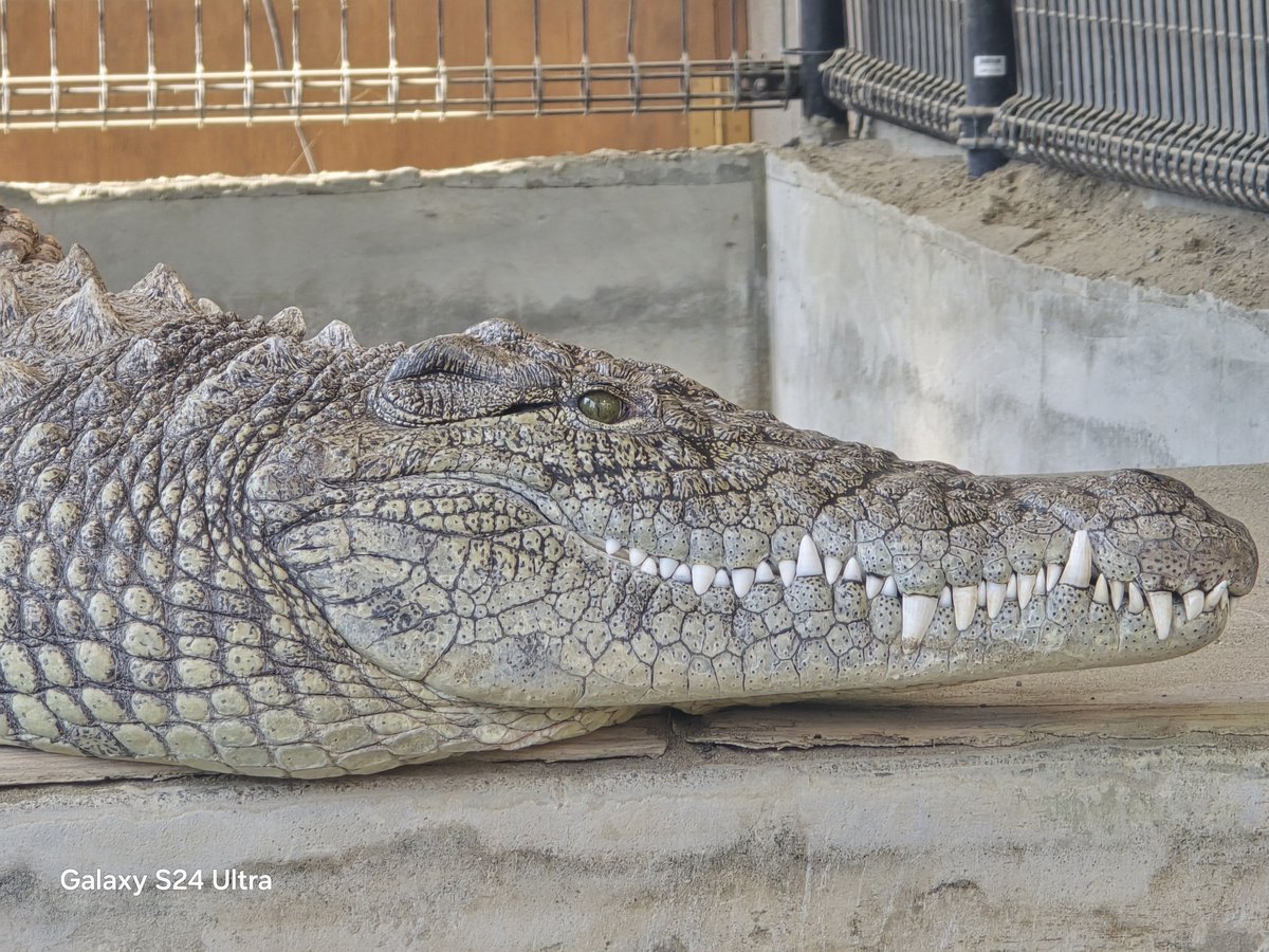 リースノー tweet media