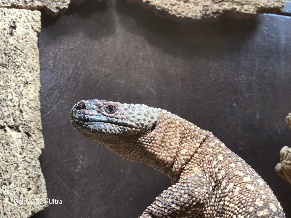 リースノー tweet media