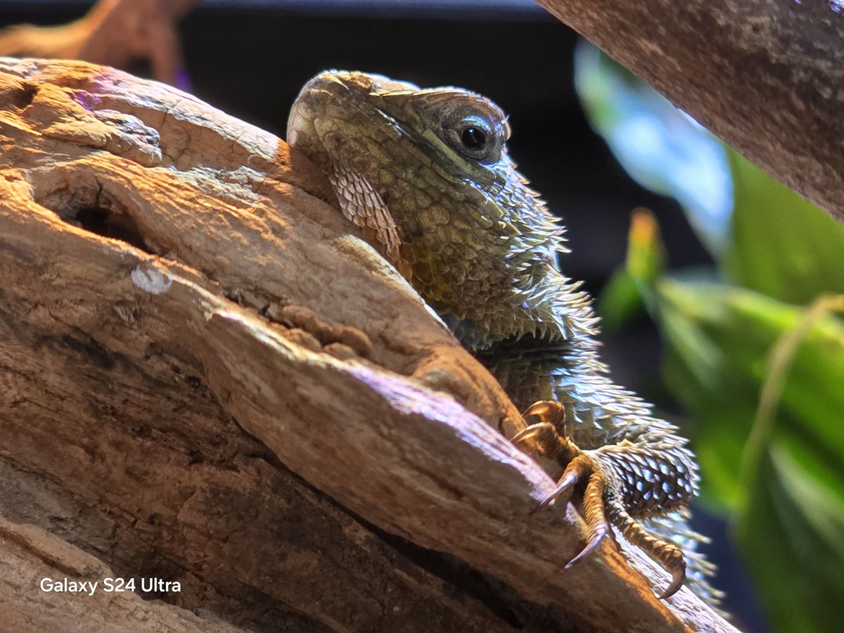 リースノー tweet media