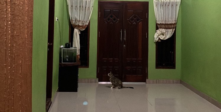 dnj_dwi's tweet photo. Cutiieee 🐢🐈 https://t.co/hjtLM9YeO4