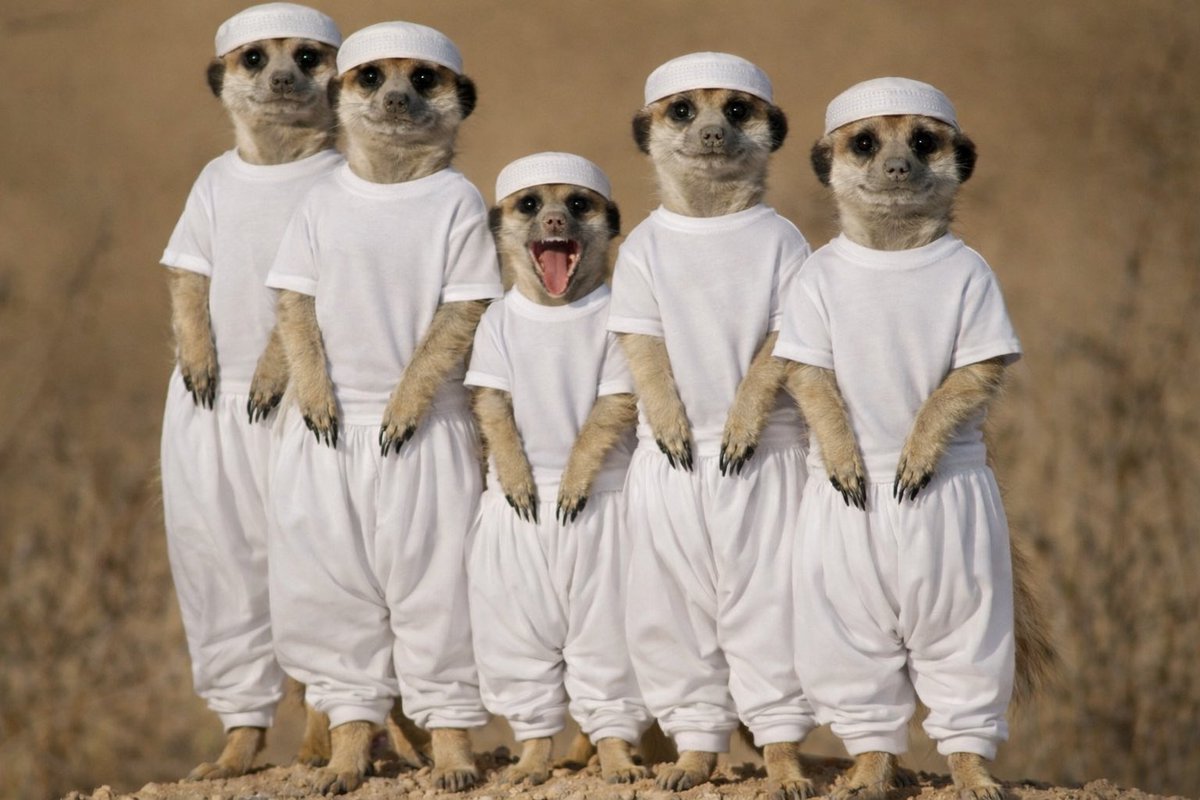 ~ الحمادي رايح جاي ~ tweet media