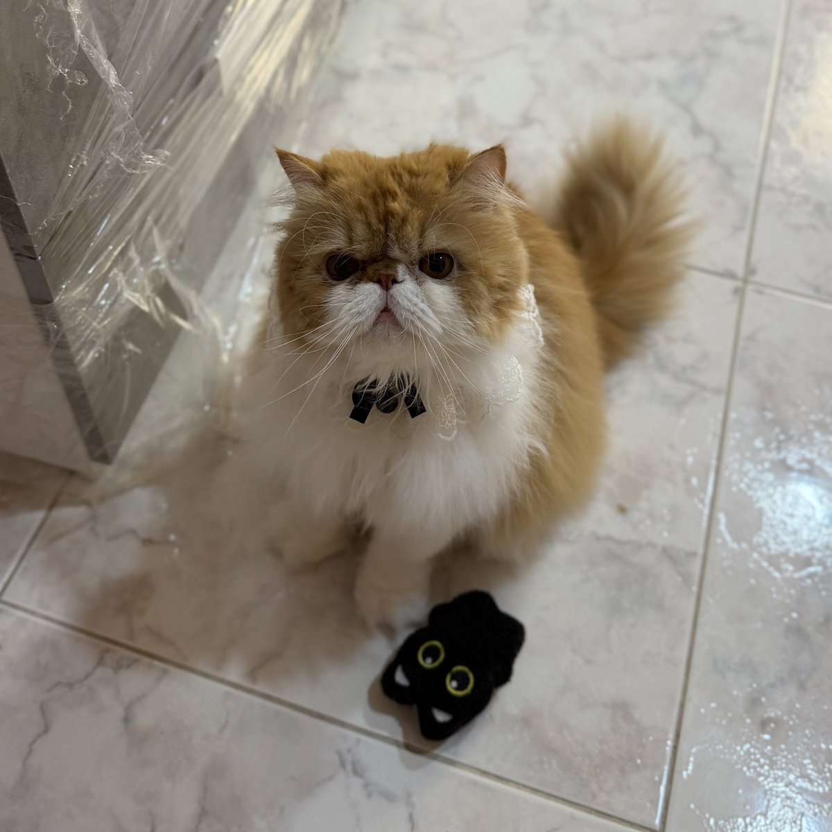 زَينب | ZAINAB tweet media