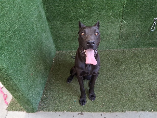 LancasterAnimalShelt tweet media