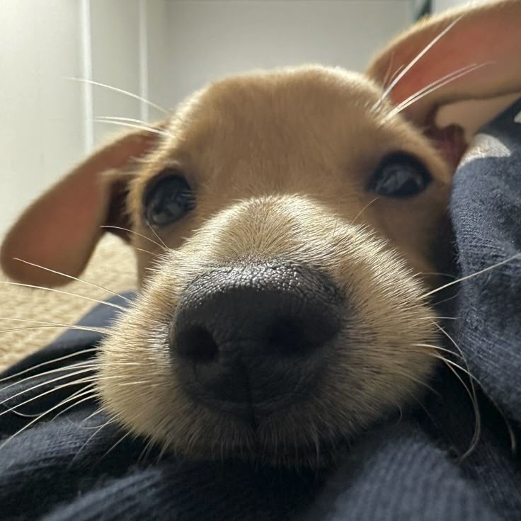 Dogs all the way tweet media