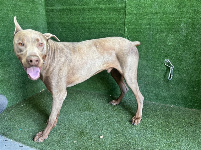 LancasterAnimalShelt tweet media