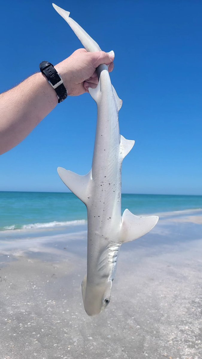 KristiMStahr's tweet image. Managed to find a beach that was not overrun with spring breakers today. Winning.

#GulfofAmerica 🇺🇸
#florida #beachday 🏖
#LifeInFlorida 🌴