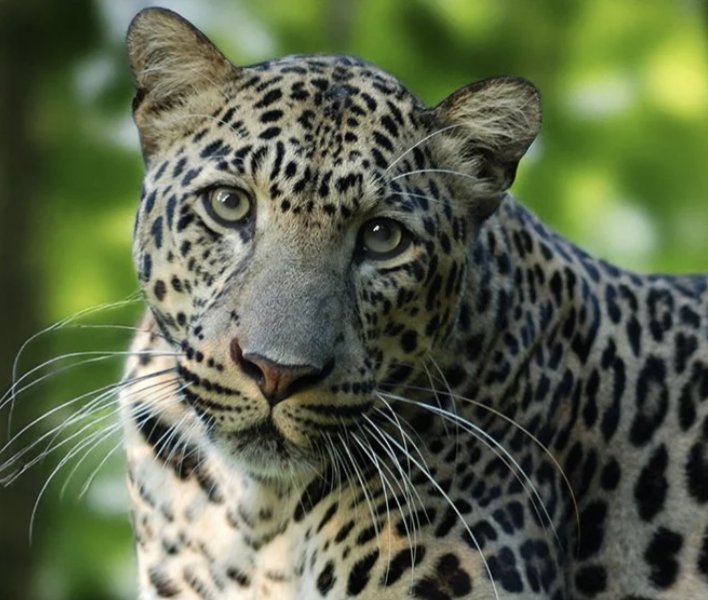 Noah Smith 🐇🇺🇸🇺🇦🇹🇼 tweet media