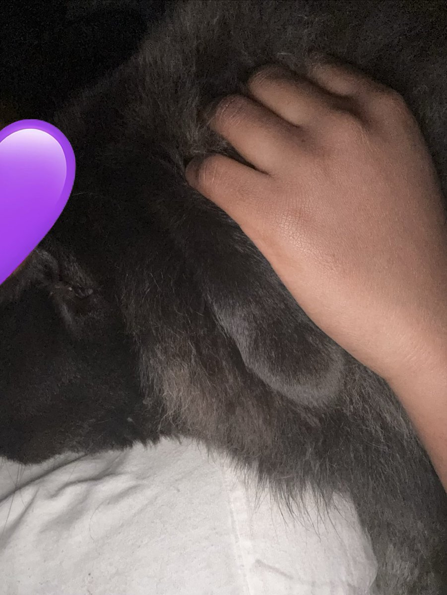 Nobraincells11's tweet photo. Me an my dog just relaxing before stream, stream starting at 12 am est only on TikTok catch the stream loves! 

https://t.co/Jl6z59ivcY

#vtuber #lewdtuber #streamers #stream #vtubers #tiktok https://t.co/0BPcBsjUTc