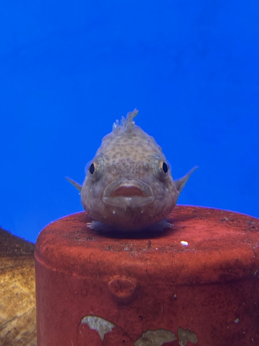 すいも tweet media