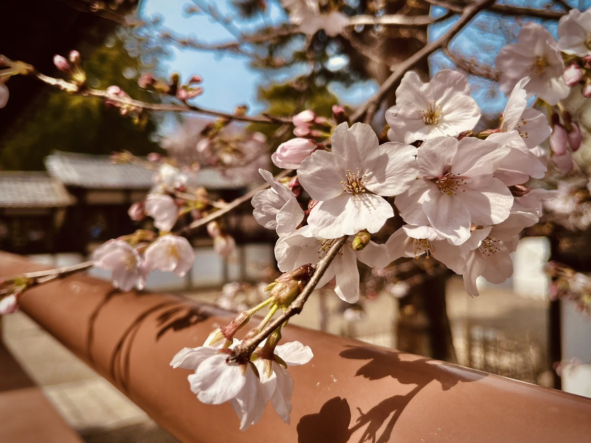 牙凪(Kibanagi) tweet media