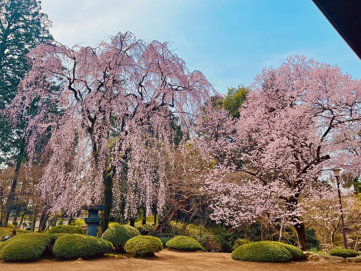 牙凪(Kibanagi) tweet media