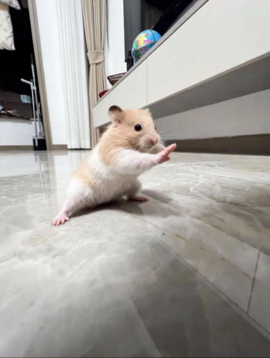 癒しの動物 tweet media