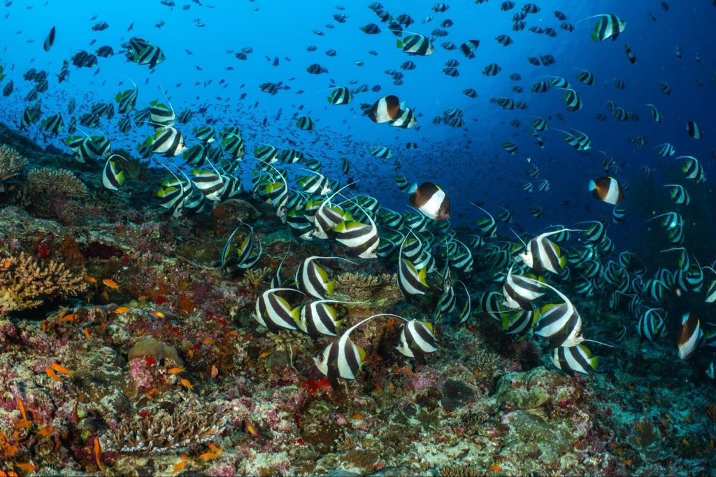 Ocean Dimensions tweet media