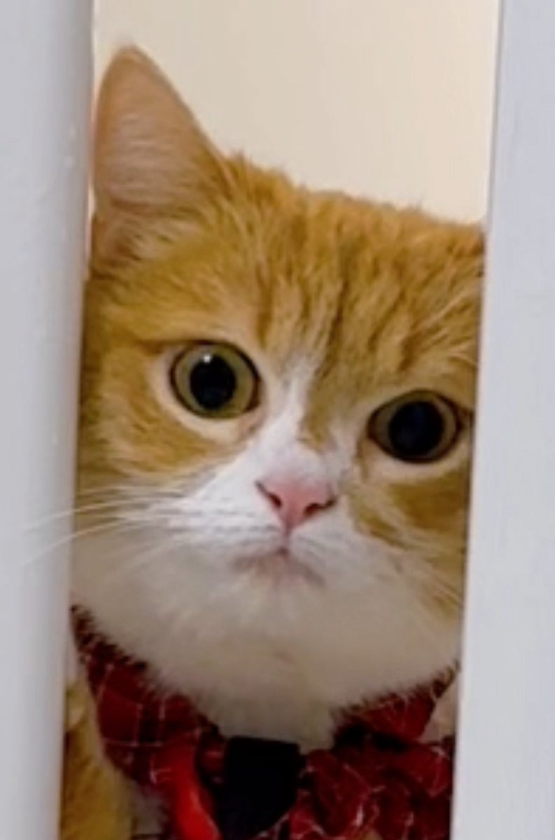 も&もちもな tweet media